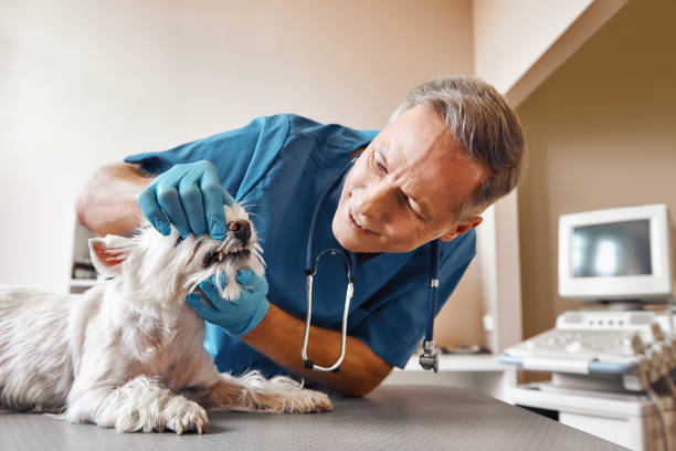  Commerce, CA Emergency Dentist Pros